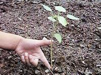 �P�����Q