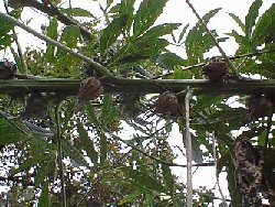 �P�i�t�̎�