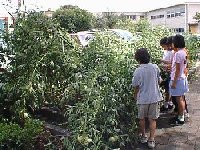 �|�ꂽ�P�i�t