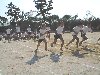 徒競争5・6年